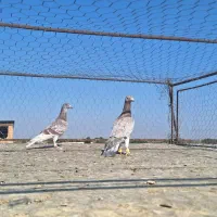 سا بار قورکی با ریش ماده