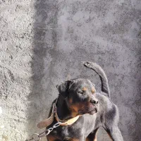 سگ رتوایلر نگهبان|سگ|سجاس رود, |دیوار