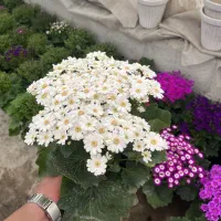 سینره|گل و گیاه طبیعی|پاکدشت, پاکدشت (مامازند)|دیوار