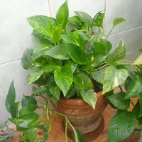 گل و گیاه|گل و گیاه طبیعی|نورآباد, |دیوار