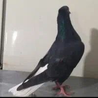 کبوترنرمیخ کاکول مست دم سفیدگرفته شده بدون غلط