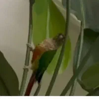 گمشده طوطی گرینچیک|حیوانات|ری, شهید بهشتی|دیوار