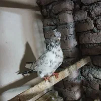 کبوتر نر گرفتنی