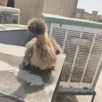 جوجه لاری|حیوانات مزرعه|ری, سیزده آبان|دیوار