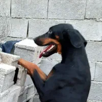 سگ دوبرمن|سگ|بوشهر, |دیوار