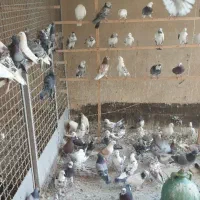 کفتر.نسل.پرشی
