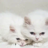 گربه برتیش نر