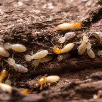 سمپاشی ساس سوسک موش موریانه کنه کک با ضمانت|خدمات نظافت|مشهد, امام رضا (ع)|دیوار