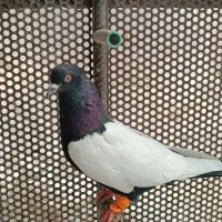 کفتر سینه سیاه