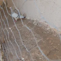 کفتر شامی ماده