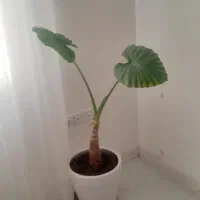 گل بابا آدم با گلدان|گل و گیاه طبیعی|الوند, |دیوار