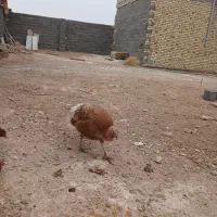 سلام بوقلمون بوربور و دوتا جوجه مرغ بزرگ