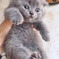 بچه گربه های سرحال و بامزه