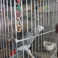 کاسکو سخنگو|پرنده|رفسنجان, |دیوار