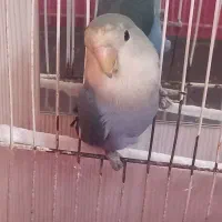 کوتوله پرنده|پرنده|مشهد, هفده شهریور|دیوار