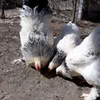 تخم نطفه دار برهما ویاندوت لهستانی گلین کوشین|حیوانات مزرعه|هشتگرد, خور|دیوار