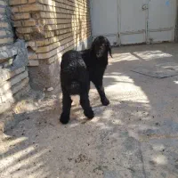 بره چاق چاق