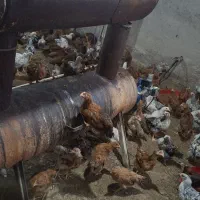 نیمچه گلپایگانی دو ماهه