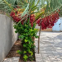 منزل اجاره ای شب و روز همکف نزدیک حرم مطهرکولرروشن