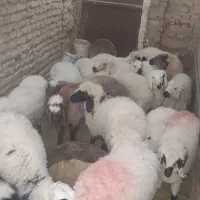 بز آبستن قیمت پایین فقط۷۵۰۰+ بره نر و ماده|حیوانات مزرعه|زابل, |دیوار