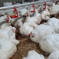 مرغ گوشتی راس 308