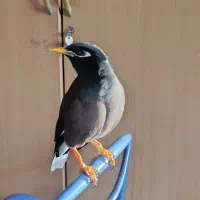 مرغ مینا گمشده