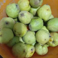 گلابی درگزی