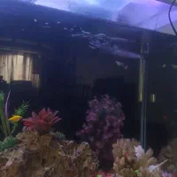 اکواریوم|ماهی|رودهن, |دیوار