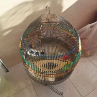 قفس سهره خاکی (طرقه)|لوازم جانبی حیوانات|شیراز, شهرک فرزانگان|دیوار