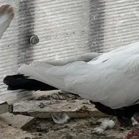 کبوتر|پرنده|شاهرود, |دیوار