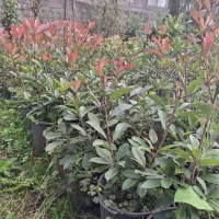 فوتونیا سطل ۱۰