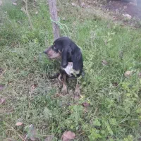 سگ ماده شکاری پوینتر املش|سگ|املش, |دیوار