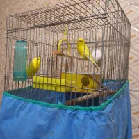 مرغ عشق نر وماده