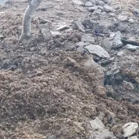 کود گاوی و گوسفندی خشک|خدمات باغبانی و درختکاری|منجیل, |دیوار