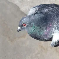 نر مگس پر خلط 888|پرنده|هامون, |دیوار