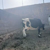 مبلغ 130|حیوانات مزرعه|گزیک, |دیوار