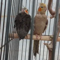 عروس هلندی|پرنده|چهارباغ, |دیوار