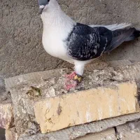 کبوتر رنگی|پرنده|سراوان, |دیوار