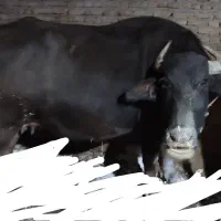 یک راس گاومیش