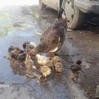 مرغ محلی با جوجه ها