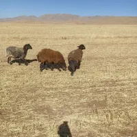 میش افشار|حیوانات مزرعه|وردشت, |دیوار