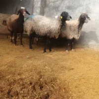 میش|حیوانات مزرعه|کوهدشت, |دیوار