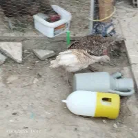 مرغ کبوتر