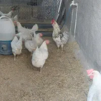 خروس گلین زیر قیمت