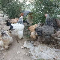 فروش مرغ برهما