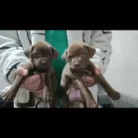 پ ی ت ب و ل اصل نر