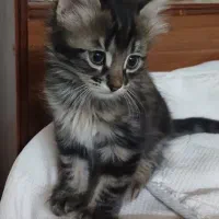واگذاری بچه گربه ۲ ماه