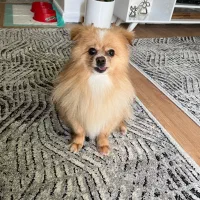 سگ نر دو ساله