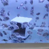 ماهی سیچلاید کانوکیت