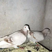 کبوتر پلاکی|پرنده|شال, |دیوار